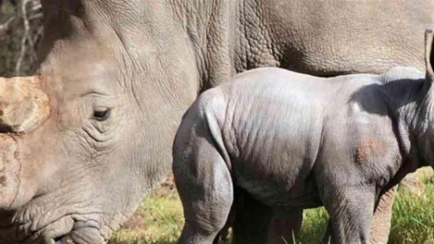 Extinción de los rinocerontes blancos
