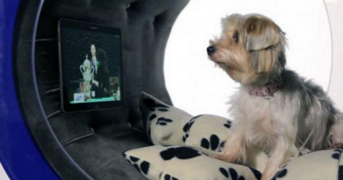 Samsung crea una casa tecnológica para perros
